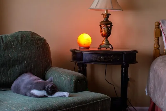Are Cats Allowed in Hotels? 2026 Guide & Cat-Friendly Hotel Chains