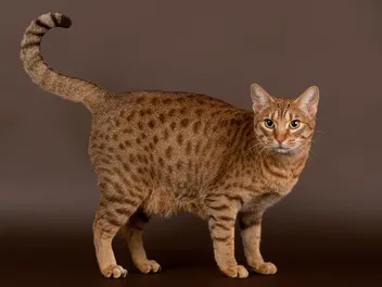 7 Cats That Look Like Leopards (With Info & Pictures)
