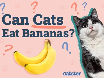 Can Cats Eat Bananas? Vet-Approved Facts & FAQ