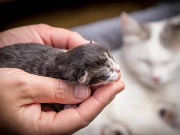 Will a Mother Cat Abandon Her Kittens if I Touch Them? Vet-Reviewed Facts