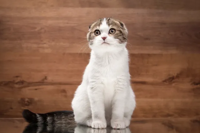 How Long Does a Scottish Fold Live? Average Lifespan Data & Vet-Reviewed Facts