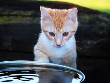 Why Are Cats Afraid of Water? Vet-Reviewed Facts & Useful Tips