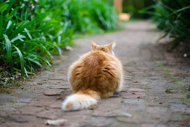 Why Do Cats Shake or Vibrate Their Tails? Vet-Verified Reasons Explained