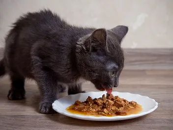 3 Homemade Cat Gravy Recipes: Vet Approved Healthy Options