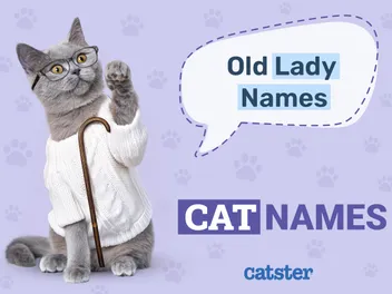 100+ Old Lady Names for Cats: Perfect Ideas for Your Adorable Pet