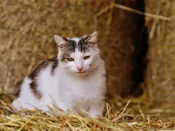 8 Awesome Jobs a Cat Can Do (Top Feline Careers)