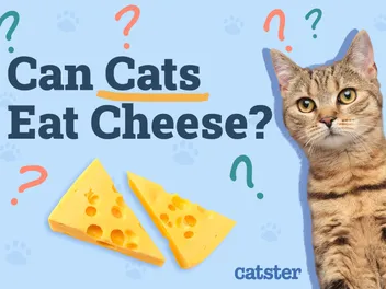 Can Cats Eat Cheese? Vet-Approved Facts & FAQ