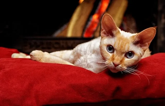 Cat Fireplace Safety: 15 Vet-Reviewed Tips to Keep Your Kitty Safe