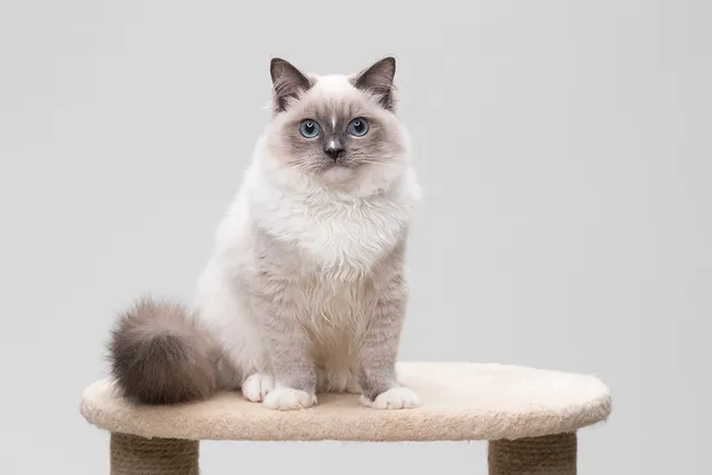 Blue Point Ragdoll Cat Breed Info: Pictures, Temperament & Traits