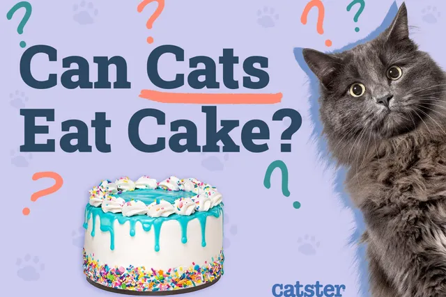 Can Cats Eat Cake? Vet-Reviewed Risks & Facts