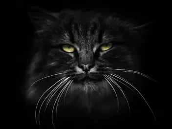 Black Ragdoll Cat Breed Info: Pictures, Temperament & Traits