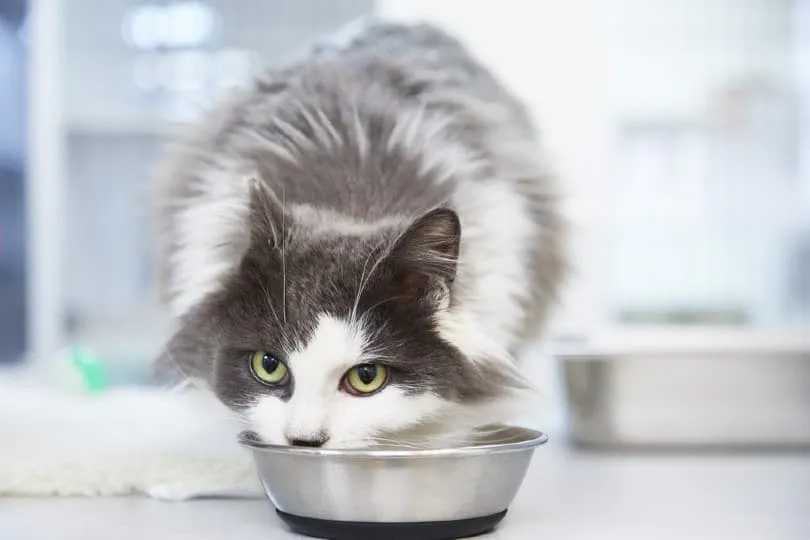 cat eating food from bowl