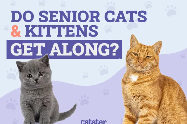 Do Senior Cats & Kittens Get Along? Vet-Approved Introduction Guide & Tips