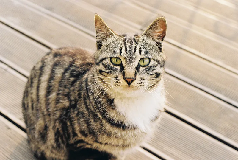 tabby cat sitting on the deck