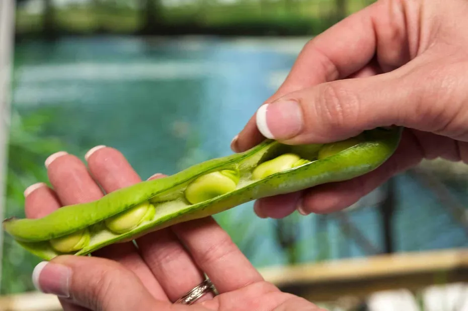 Edamame