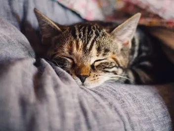 Do Cats Like Pillows? Vet-Reviewed Behavior Science & Info