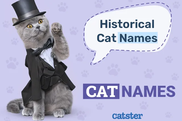 120 Historical Cat Names Inspired by Ancient Figures