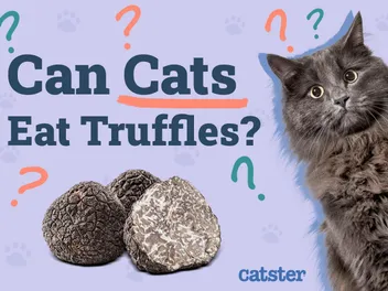 Can Cats Eat Truffles? Vet-Reviewed Facts & FAQ