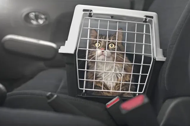 How to Travel With a Cat in a Car: 11 Tips & Tricks