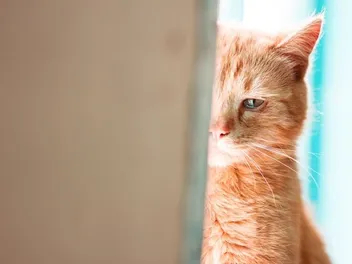 Do Cats Cry When They’re Sad? Vet Approved Facts & Care Tips