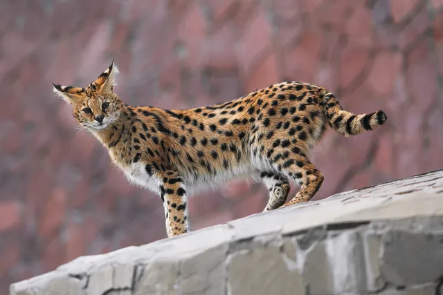 Are Savannah Cats Legal in Pennsylvania? 2026 Guide