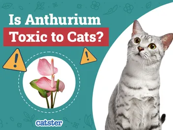 Is Anthurium Toxic to Cats? Vet Approved Facts & FAQ