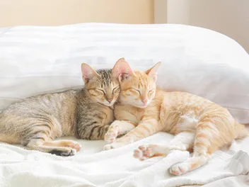 Does Your Cat Need A Friend? How to Tell If Your Cat Is Lonely
