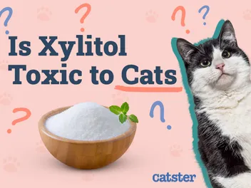 Is Xylitol Toxic To Cats? Safety & Nutrition Advice (Vet Answer)