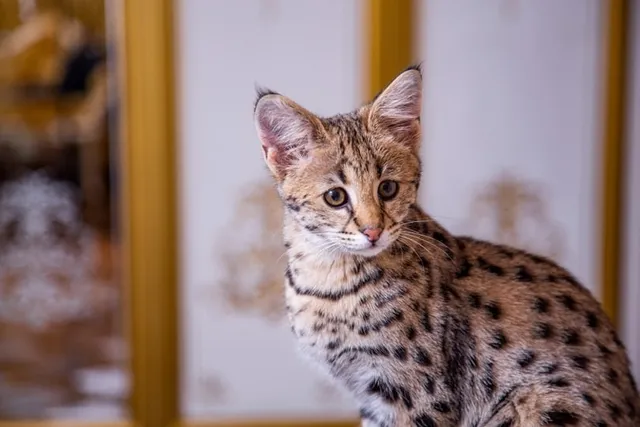 Are Savannah Cats Legal in the U.S.? 2026 Info Guide