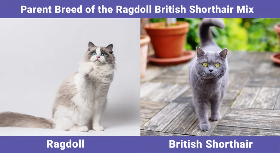 Parent Breed of the Ragdoll British Shorthair Mix