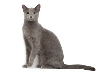 Russian Blue Cat Breed: Info, Pictures, Temperament & More