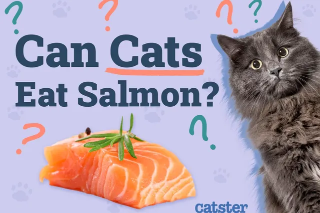 Can Cats Eat Salmon? Vet-Verified Facts & FAQ