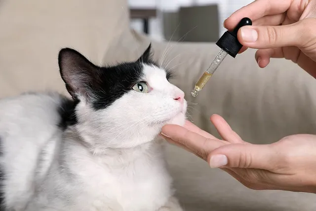 Does CBD Oil Help Cats with Kidney Disease? Vet-Reviewed Facts & FAQ