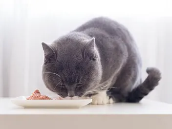 Cats Are Obligate Carnivores: Vet-Approved Info & Feline Diet Facts