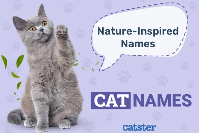 135 Nature-Inspired Cat Names for Your Wild & Free Pet