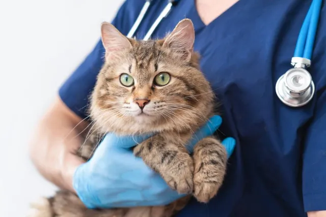Mobile Vet Clinics & Care: Our Vet Discusses Pros, Cons & FAQ