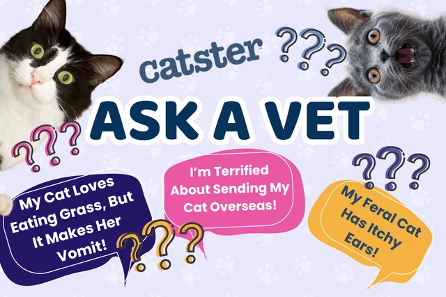 Ask Dr. Paola – My Cat Loves Eating Grass, But It Makes Her Vomit! (June 29, 2026)
