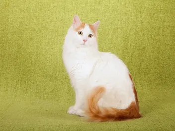 Turkish Van Cat Breed Info: Pictures, Temperament & Traits