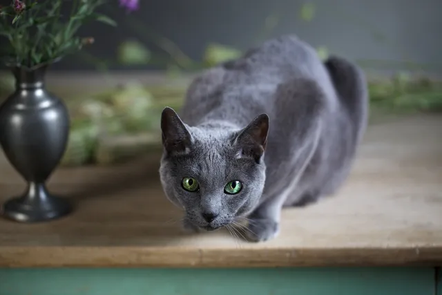 Is It True That All Russian Blue Cats Have Green Eyes? Vet-Verified Facts & FAQ