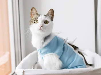 Do Cats Gain Weight After Being Spayed? Vet-Reviewed Facts