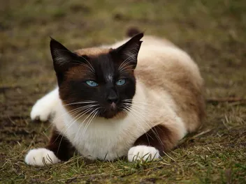 33 Striking Siamese Cat Colors (With Pictures)