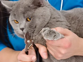 How to Trim the Nails of an Angry or Aggressive Cat (Vet-Approved Guide)