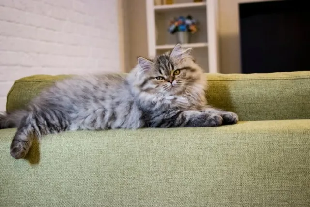 What Do Cats Do All Day? 7 Usual Things