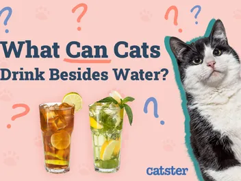 What Can Cats Drink Besides Water? 3 Vet-Approved Options