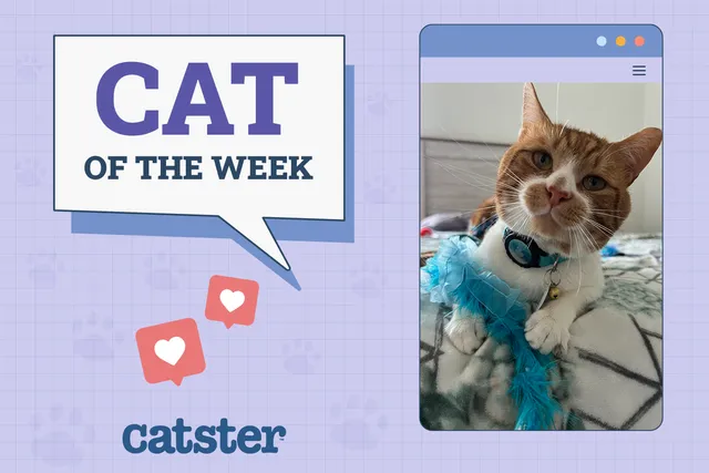 Catster Photo Contest: Cats of the Week Winners (August 28, 2025)