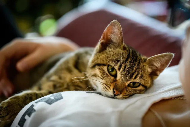 Change A Pets Life Day 2026: When & How to Celebrate It