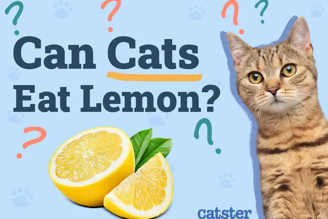 Can Cats Eat Lemon? Vet-Verified Facts & FAQ
