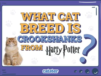 What Cat Breed Is Crookshanks from Harry Potter? Movie Facts