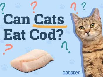 Can Cats Eat Cod? Vet Approved Nutritional Facts & FAQ