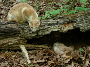 When Do Mother Cats Leave Their Kittens in the Wild? Vet-Verified Facts & FAQ